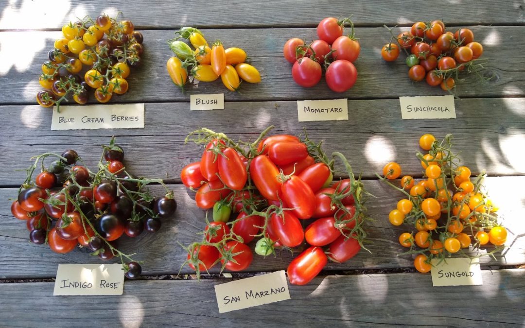 Tomato varieties for Southern California, 2019