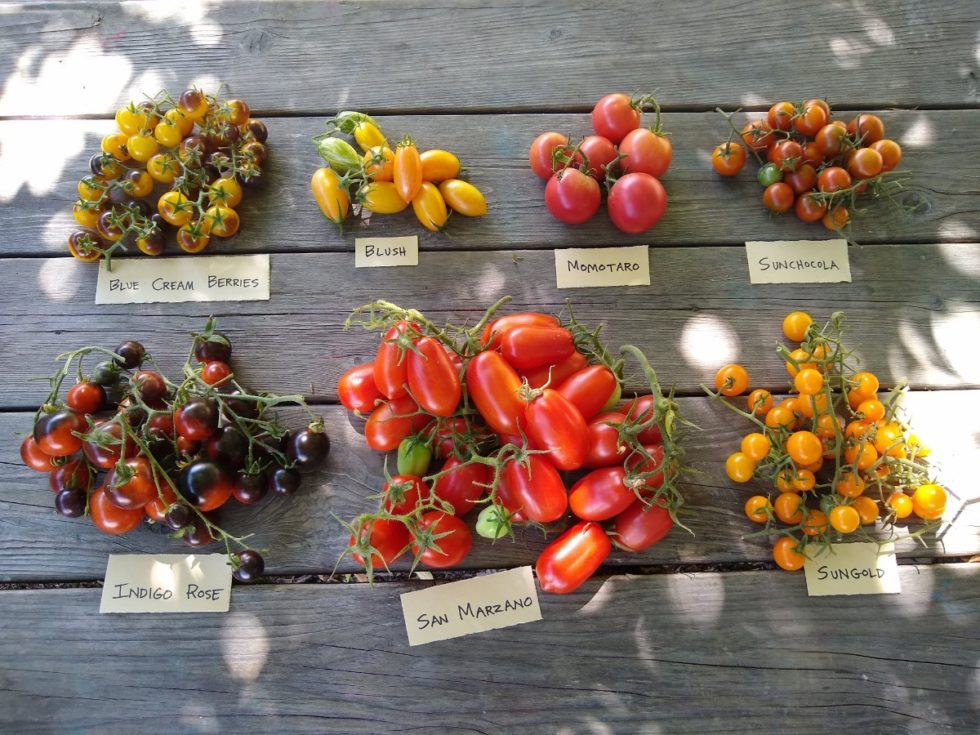 Tomato Varieties For Southern California 2019 Greg Alders Yard Posts Southern California 4448