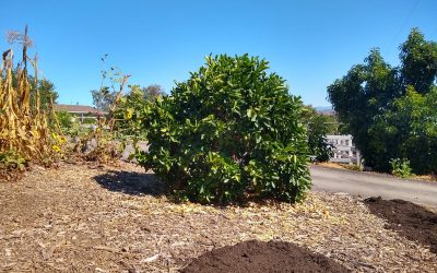 Unirrigated fruits and vegetables in Southern California, summer 2019