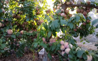 Growing pluots in Southern California