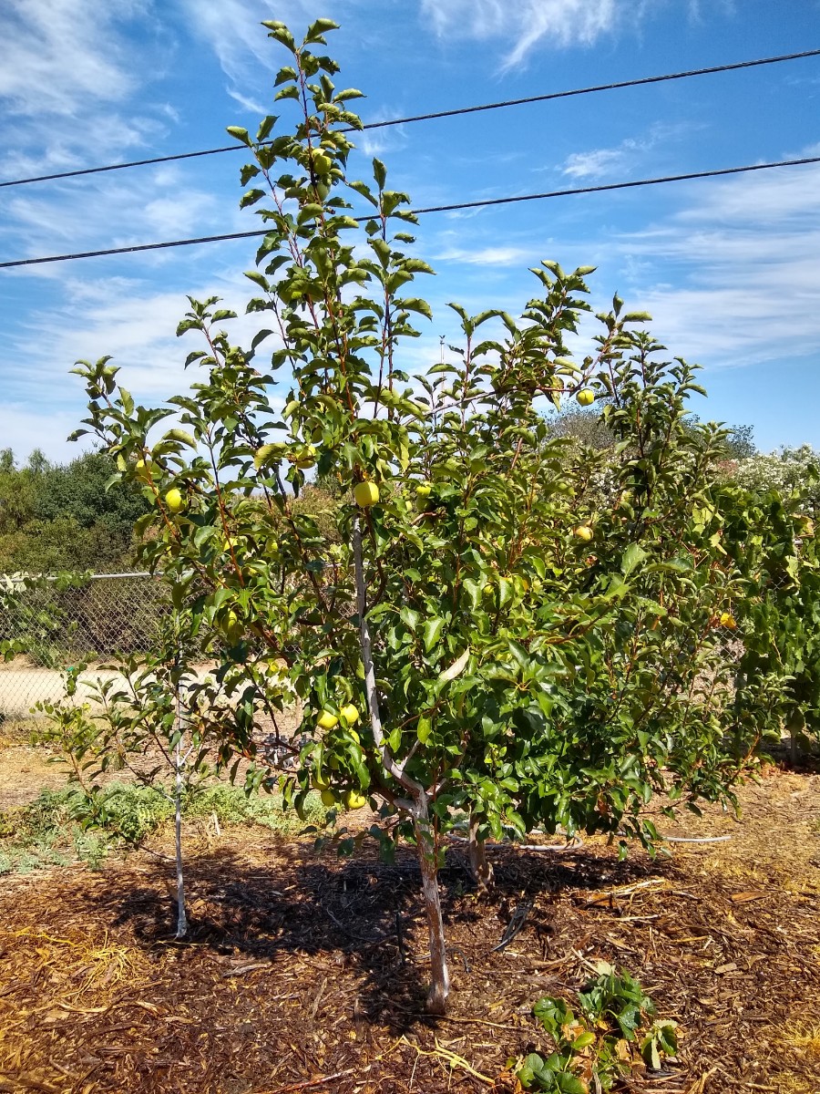 PinkLadyappletree Greg Alder's Yard Posts Food Gardening in