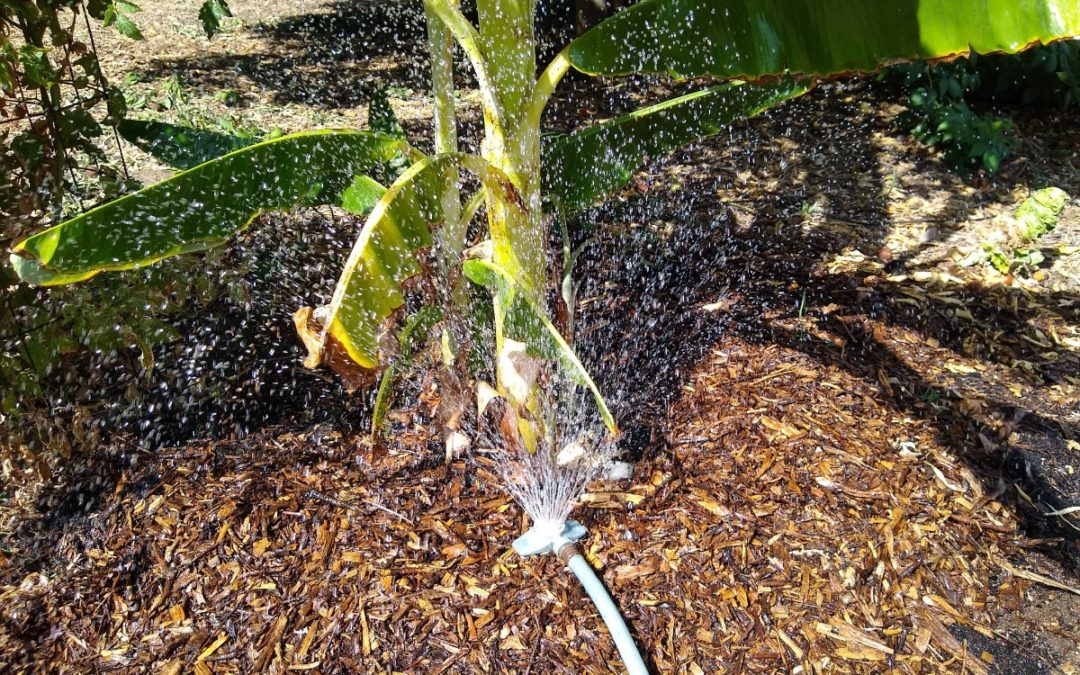 Using the evapotranspiration rate to water your garden better