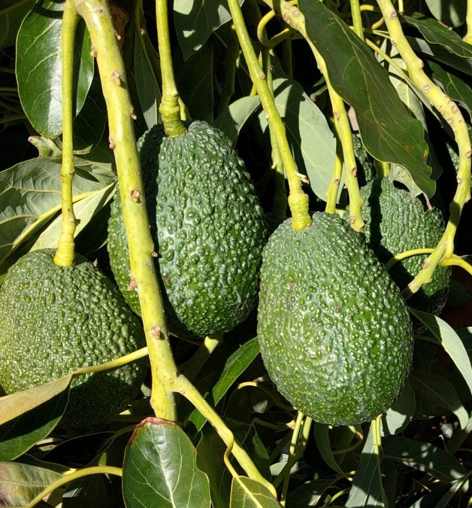 Avocado varieties for year-round harvest - Greg Alder's Yard Posts ...