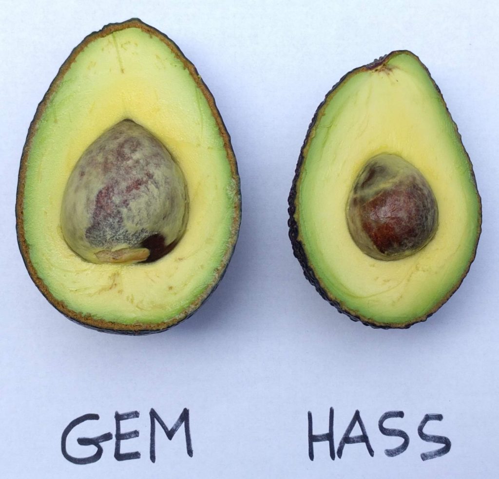 https://gregalder.com/yardposts/wp-content/uploads/2019/10/GEM-and-Hass-avocados-side-by-side-mid-May-1024x984.jpg