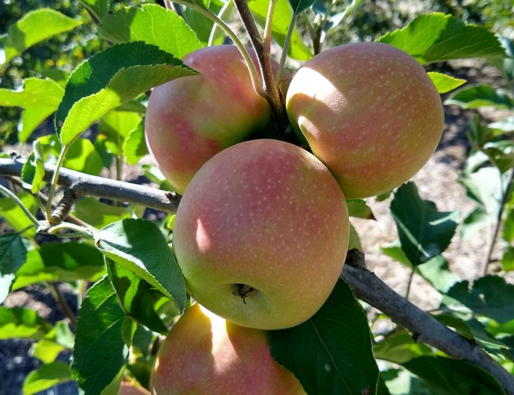 Organic Fuji Apples, San Diego Grown Fuji Apples