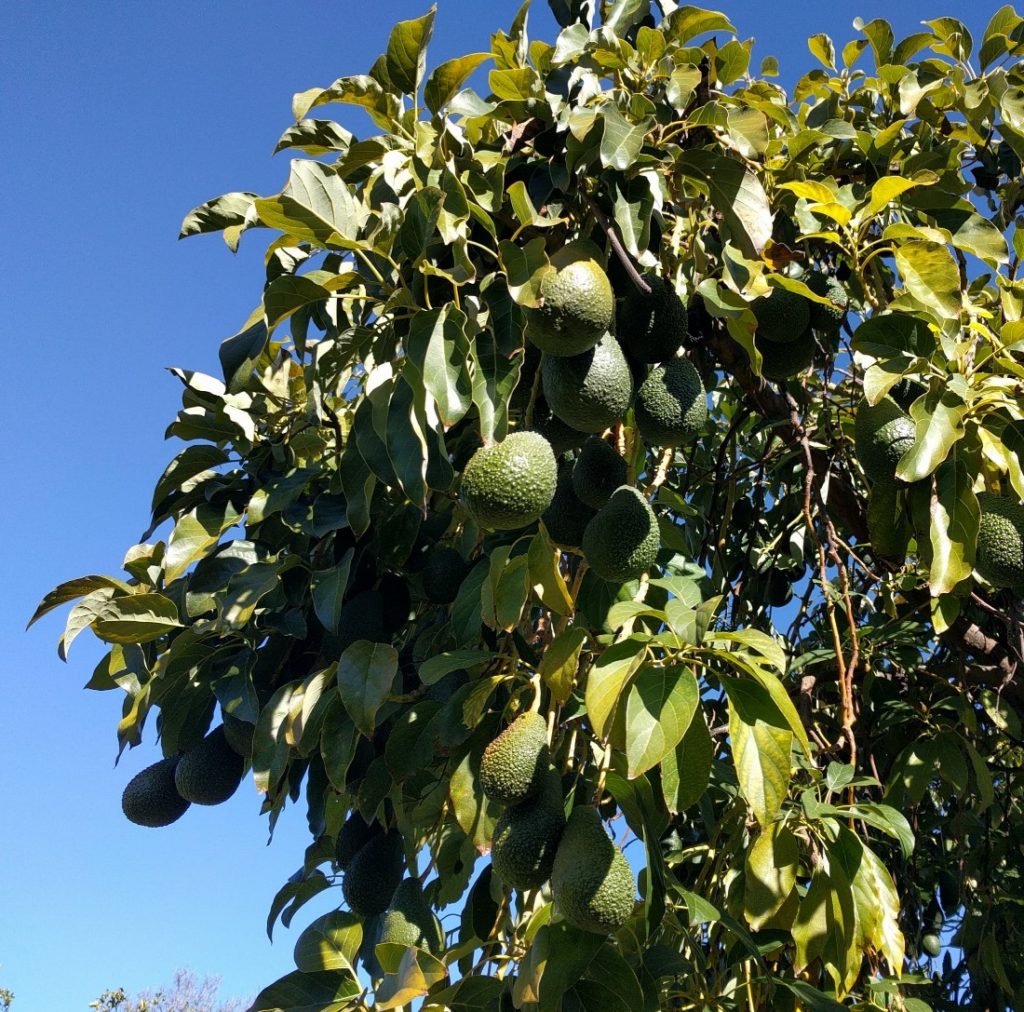 Avocado Varieties For Year Round Harvest Greg Alder S Yard Posts Southern California Food Gardening