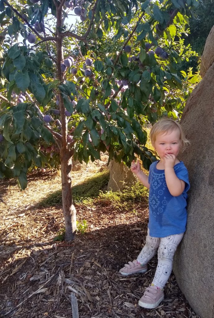 The Shiranui mandarin tree: a profile - Greg Alder's Yard Posts