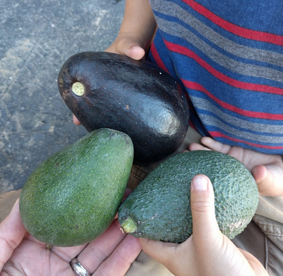 Avo Types Avocado varieties for year-round harvest - Greg Alder's Yard Posts ...