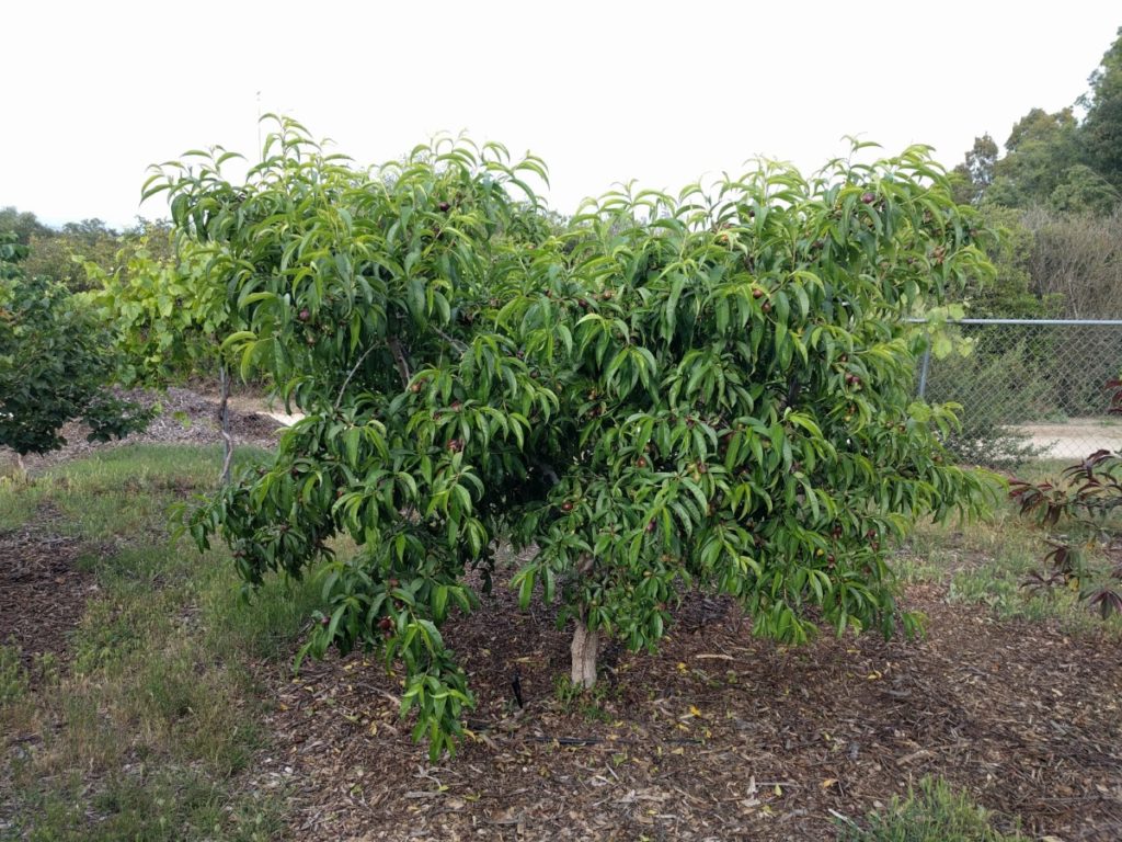 The Shiranui mandarin tree: a profile - Greg Alder's Yard Posts