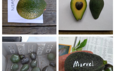 Avocado varieties for year-round harvest