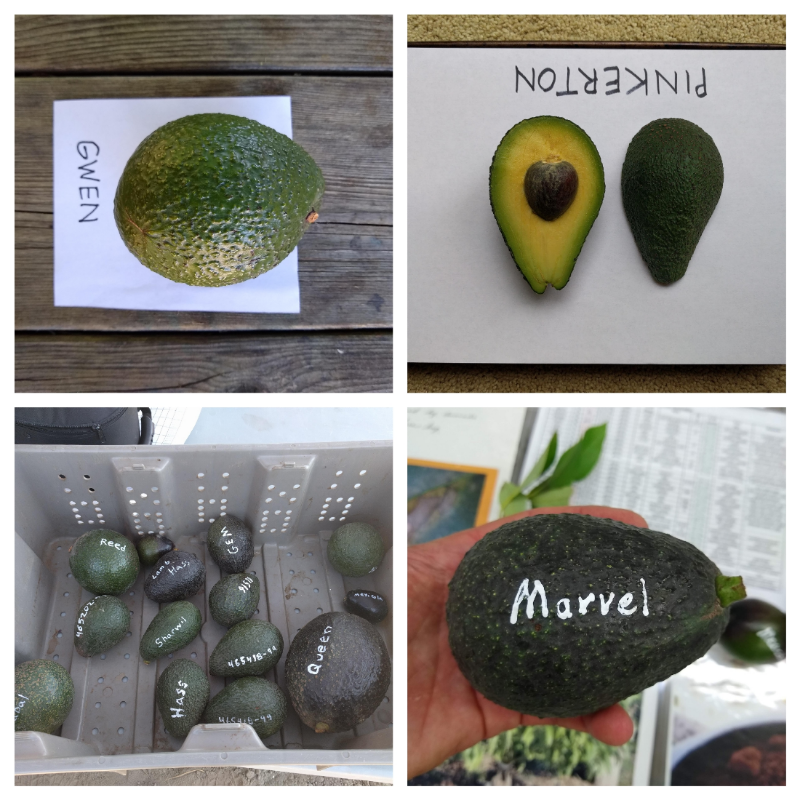 Avocado Harvest Chart