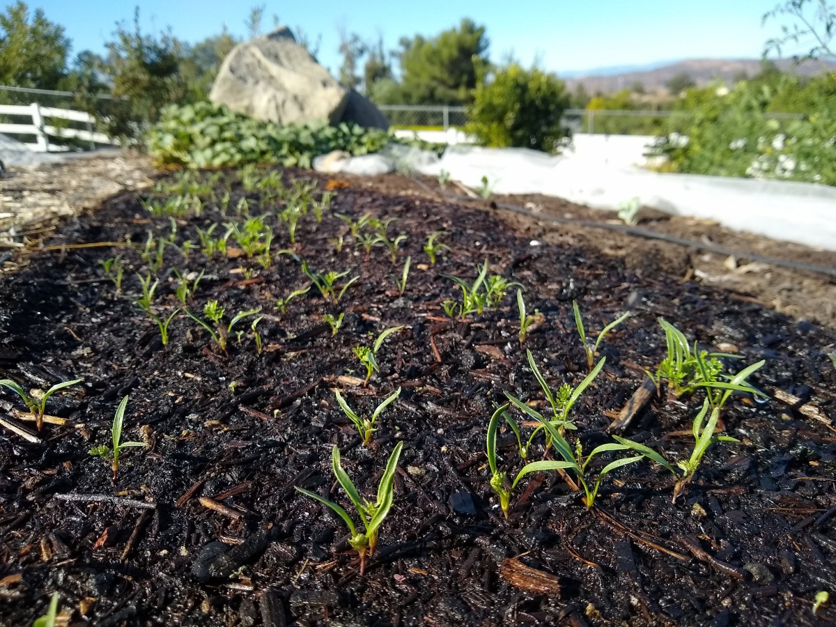 carrotgerminationfromhandwatering Greg Alder's Yard Posts Food
