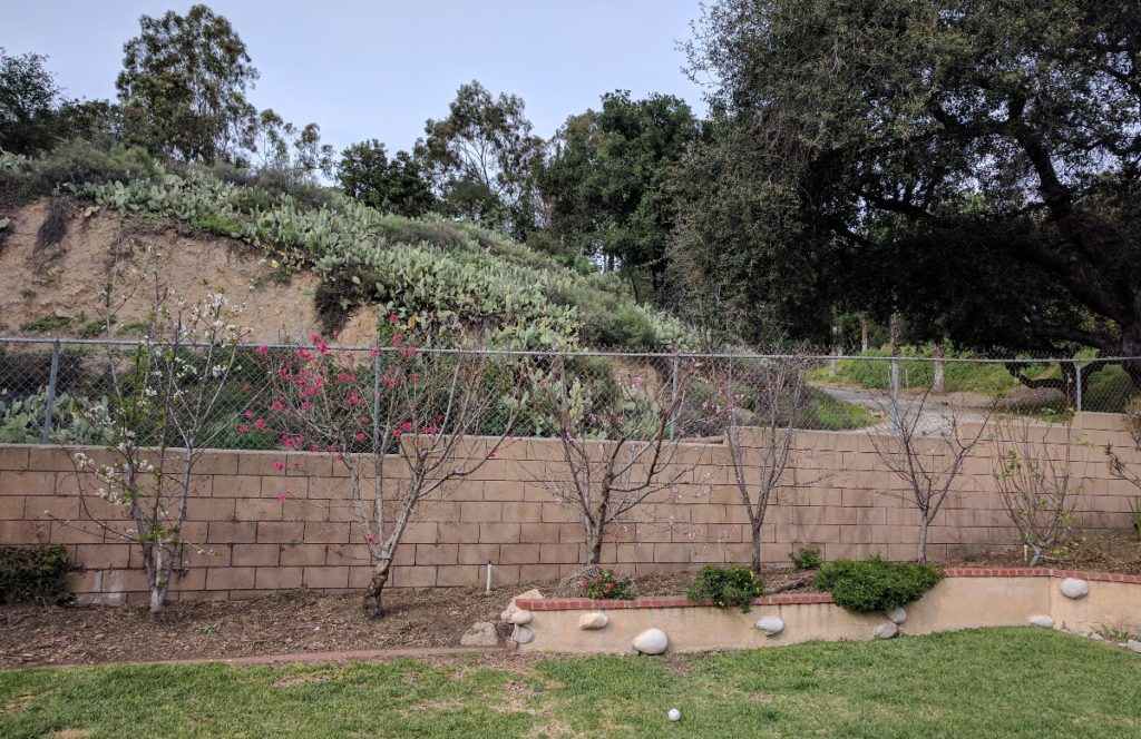 Fruit Trees For A Year Round Harvest In Southern California Greg Alder S Yard Posts Southern California Food Gardening