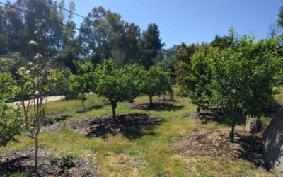 Fruit trees for a year-round harvest in Southern California