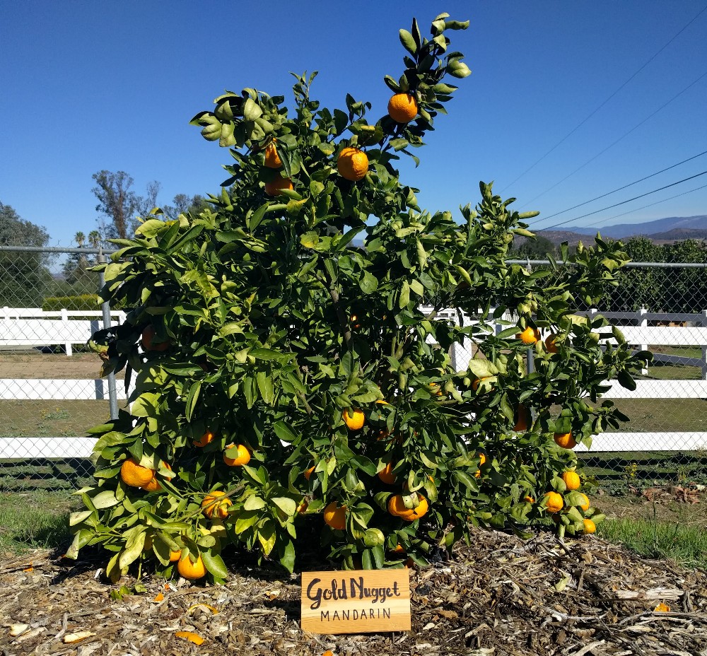 The Shiranui mandarin tree: a profile - Greg Alder's Yard Posts