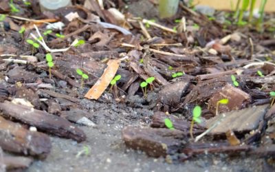 Easy weeding after first rain