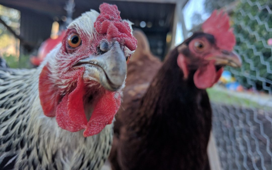 Should you get chickens?