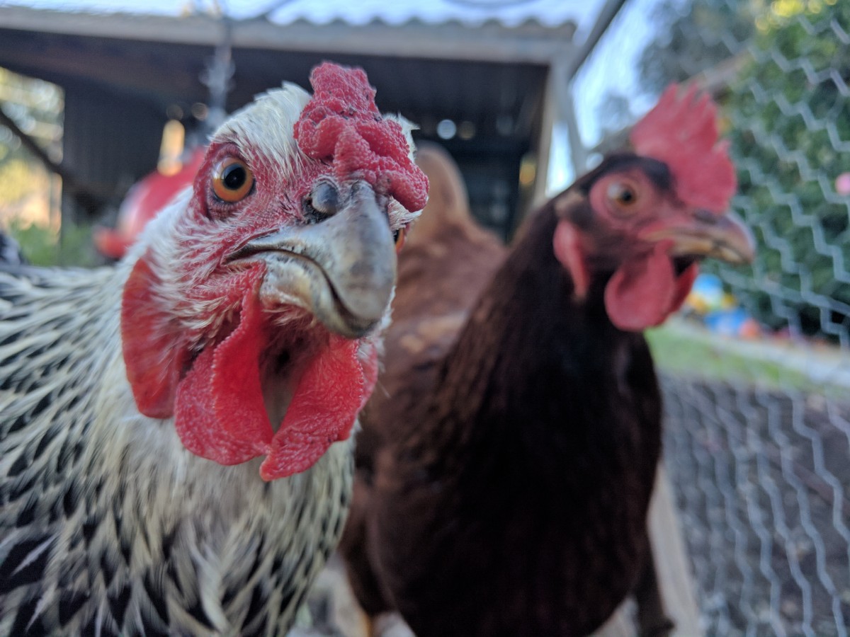 Should you get chickens? Greg Alder's Yard Posts Southern California