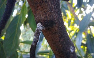 White powder on avocado branches