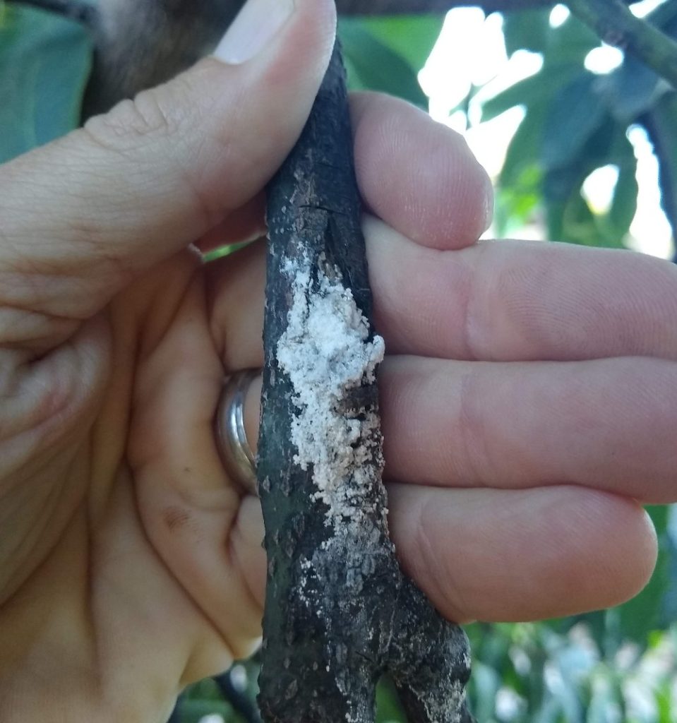 White Powder On Avocado Branches Greg Alder S Yard Posts Southern California Food Gardening