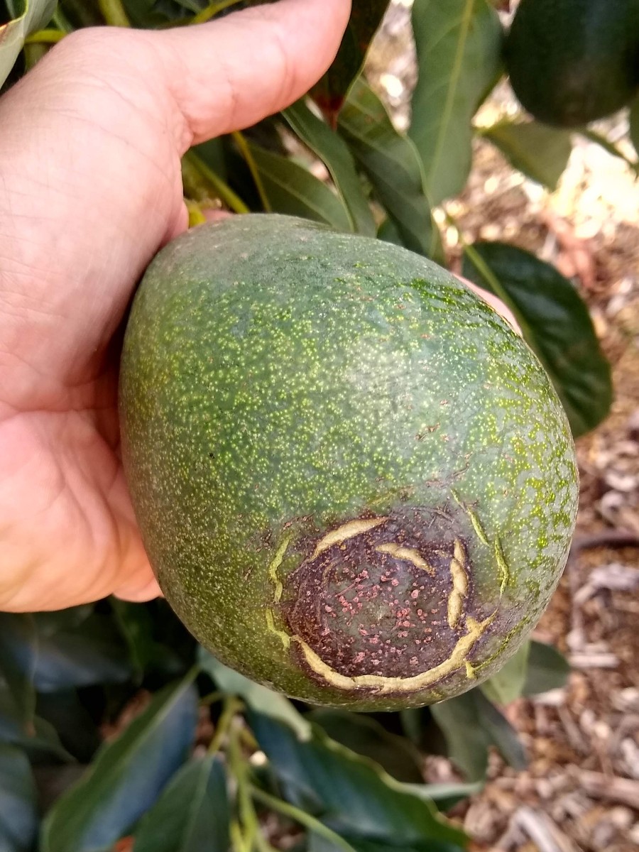 Baconavocadobottomendcrack Greg Alder's Yard Posts Food