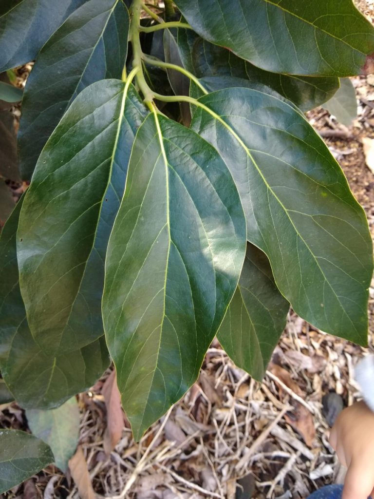 The Bacon avocado tree a profile Greg Alder's Yard Posts Southern