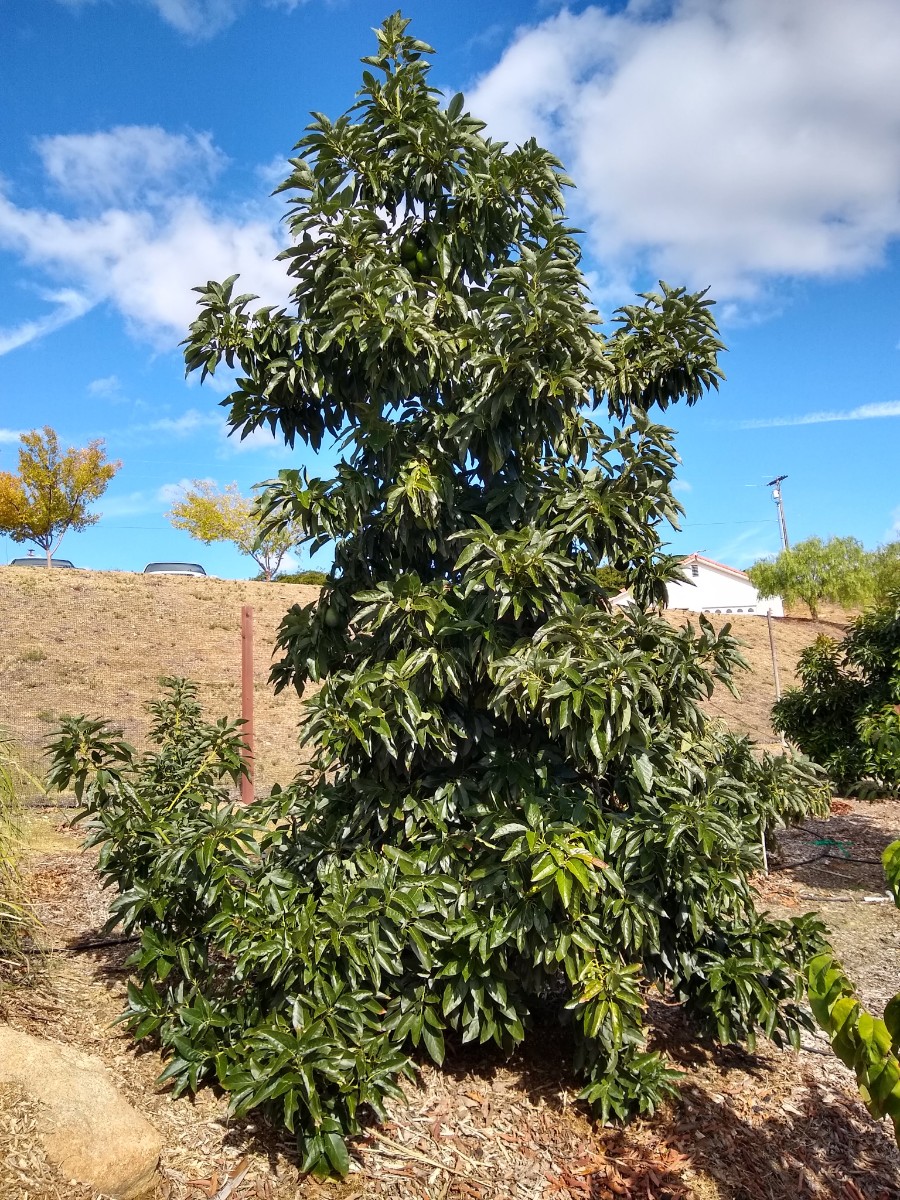 Bacon-avocado-tree-about-five-years-old - Greg Alder's Yard Posts: Food ...