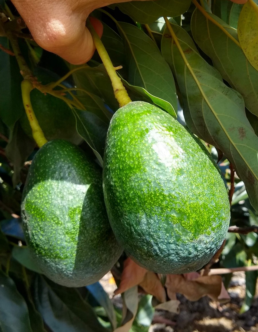 bacon avocado type