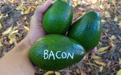 The Bacon avocado tree: a profile