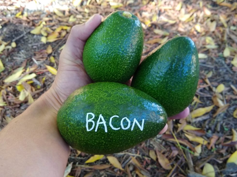 The Bacon Avocado Tree: A Profile - Greg Alder's Yard Posts: Southern ...