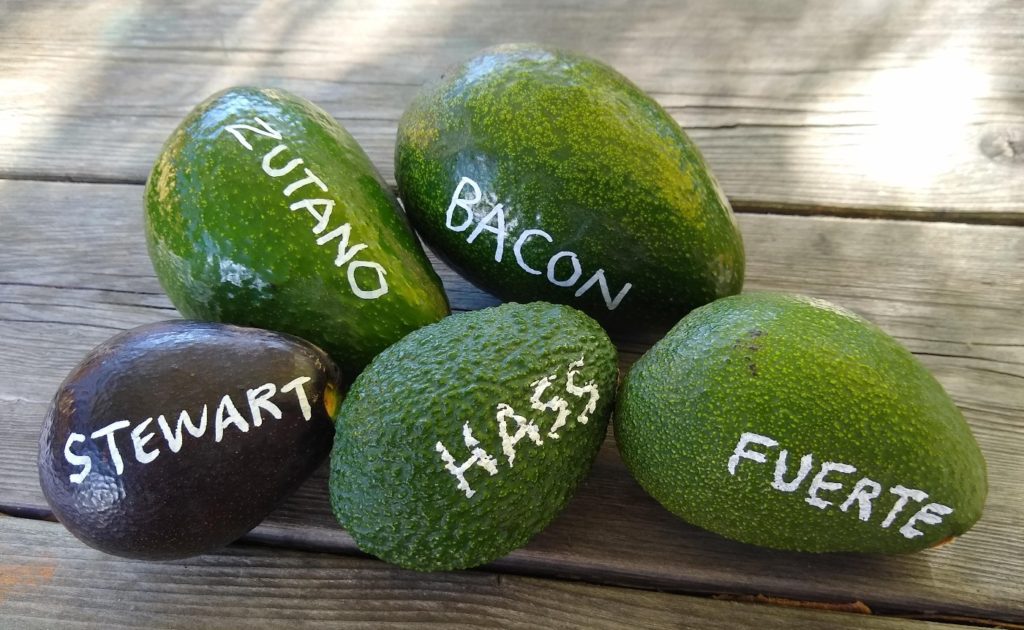 BACON AVOCADOS — Earl's Organic Produce