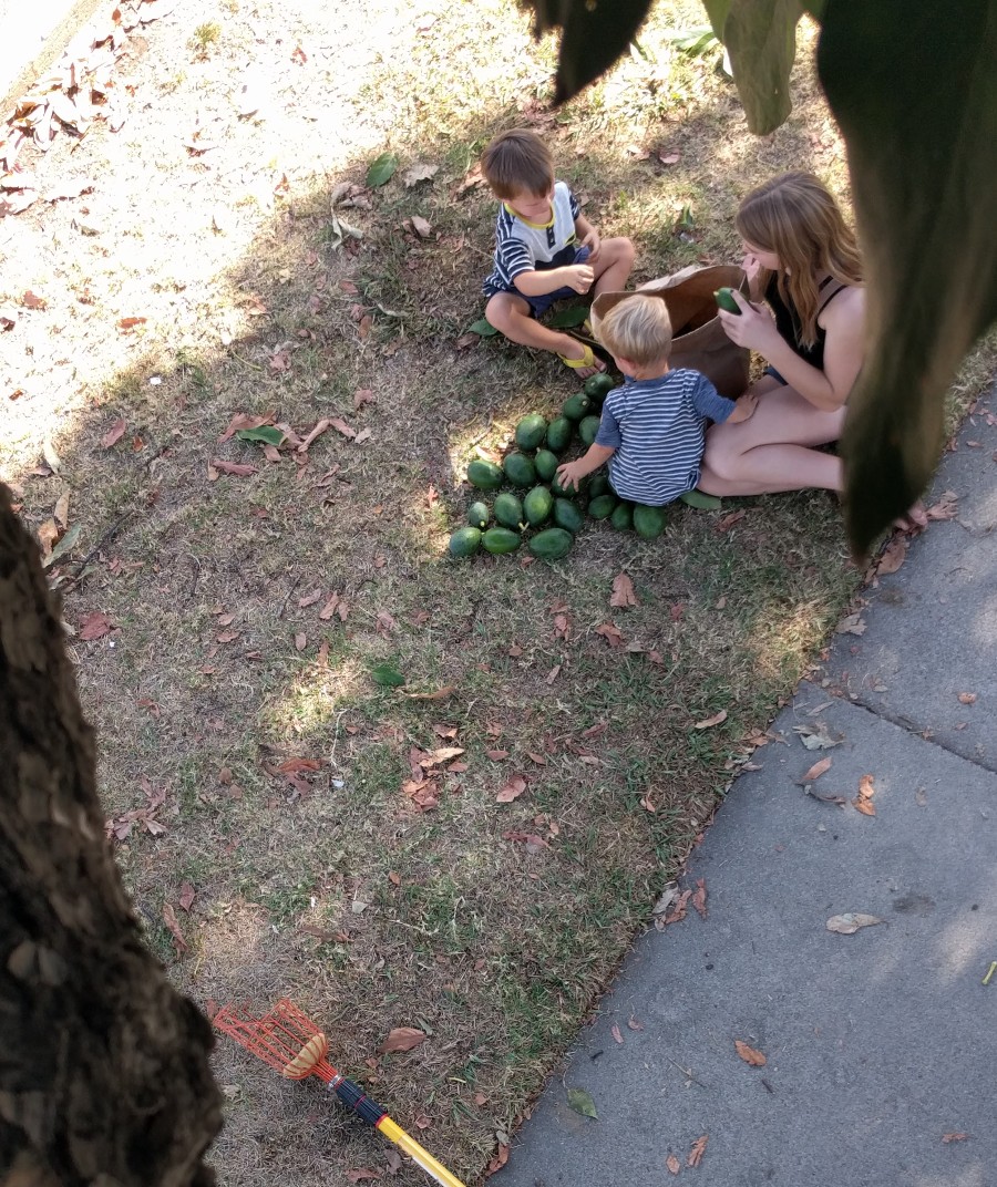 familypickingBaconavocados Greg Alder's Yard Posts Food Gardening