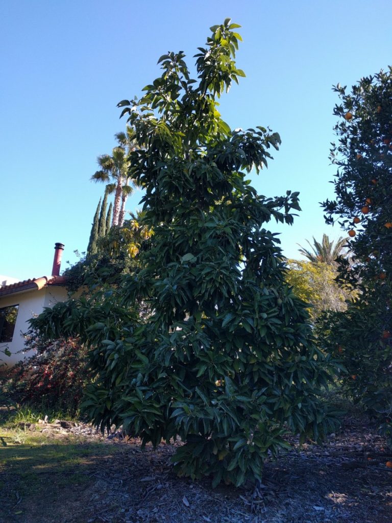 The Bacon avocado tree a profile Greg Alder's Yard Posts Southern