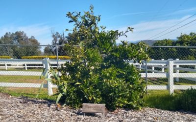 Beware of rootstock suckers on citrus trees