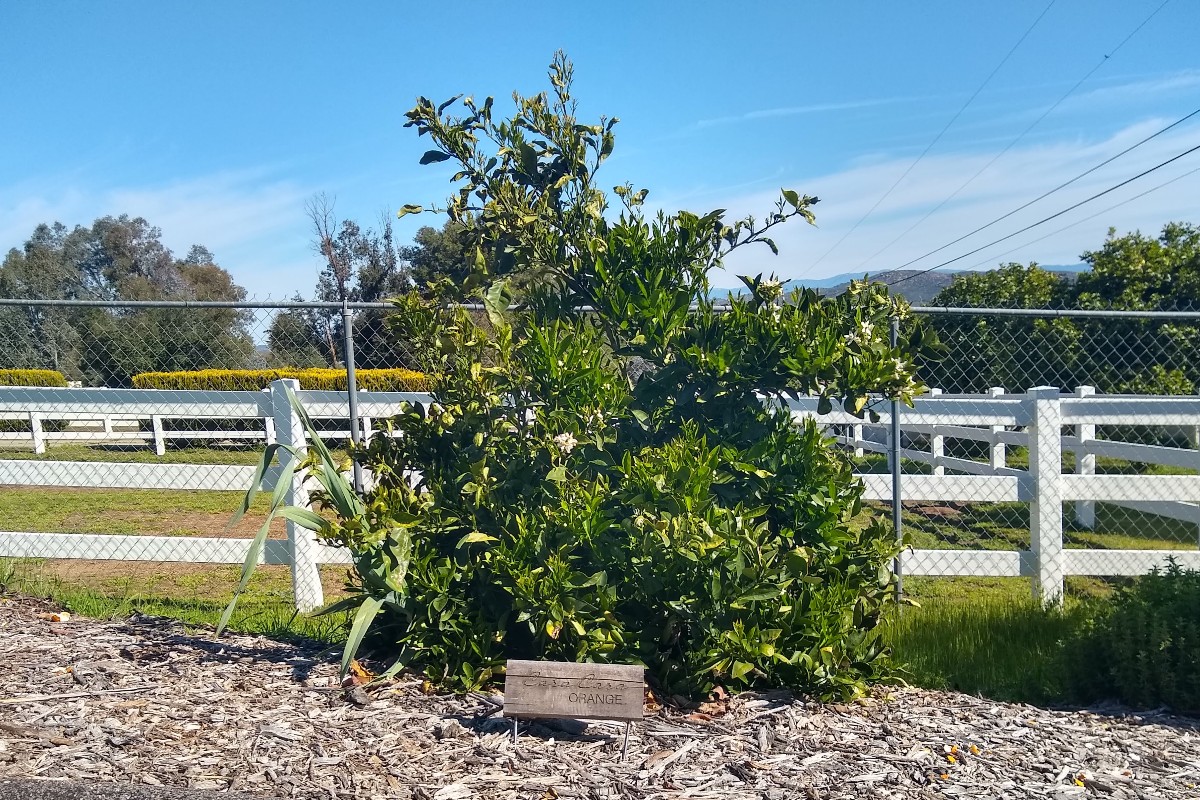 Dekopon orange plant grafted tree Foliage Green and Variegated Pomelo Rootstock 