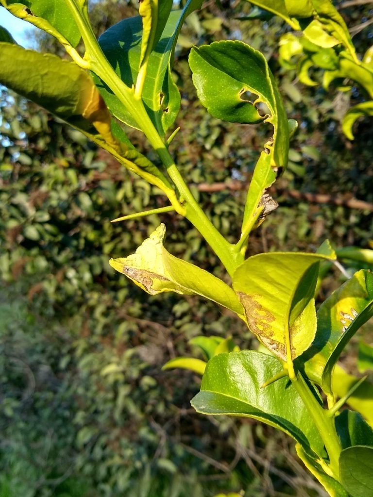 Beware Of Rootstock Suckers On Citrus Trees Greg Alder S Yard Posts Southern California Food Gardening