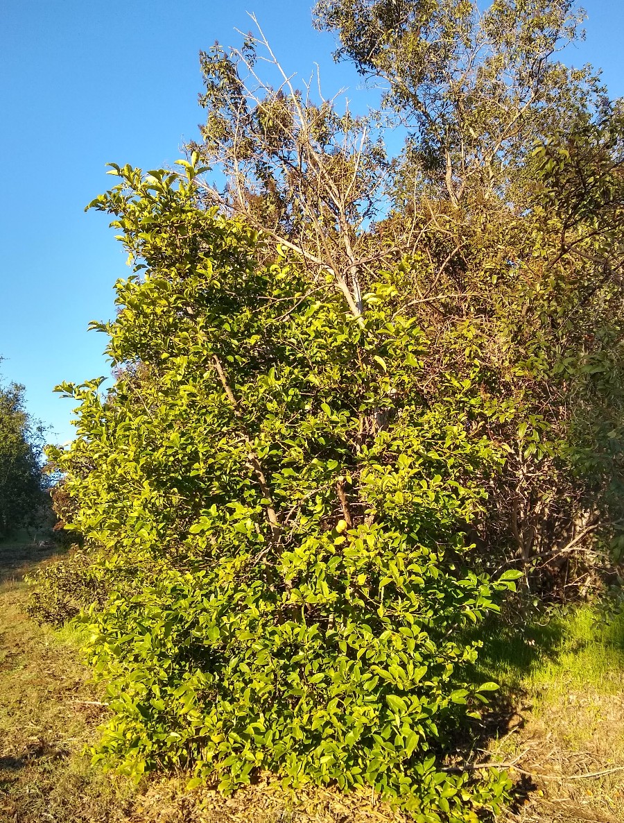 citrus tree all rootstock Greg Alder's Yard Posts Food Gardening in Southern California