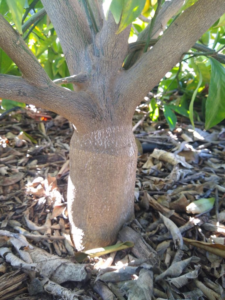 beware-of-rootstock-suckers-on-citrus-trees-greg-alder-s-yard-posts