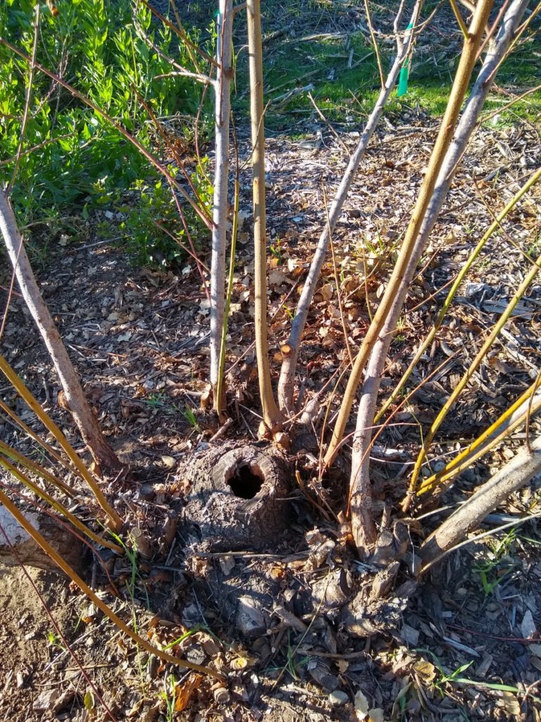 Grafting deciduous fruit trees in winter in Southern ...