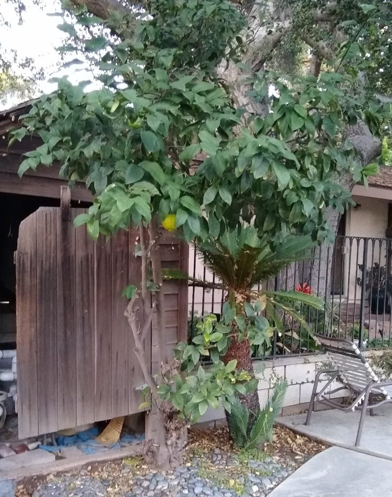 Beware Of Rootstock Suckers On Citrus Trees Greg Alder S Yard Posts Southern California Food Gardening