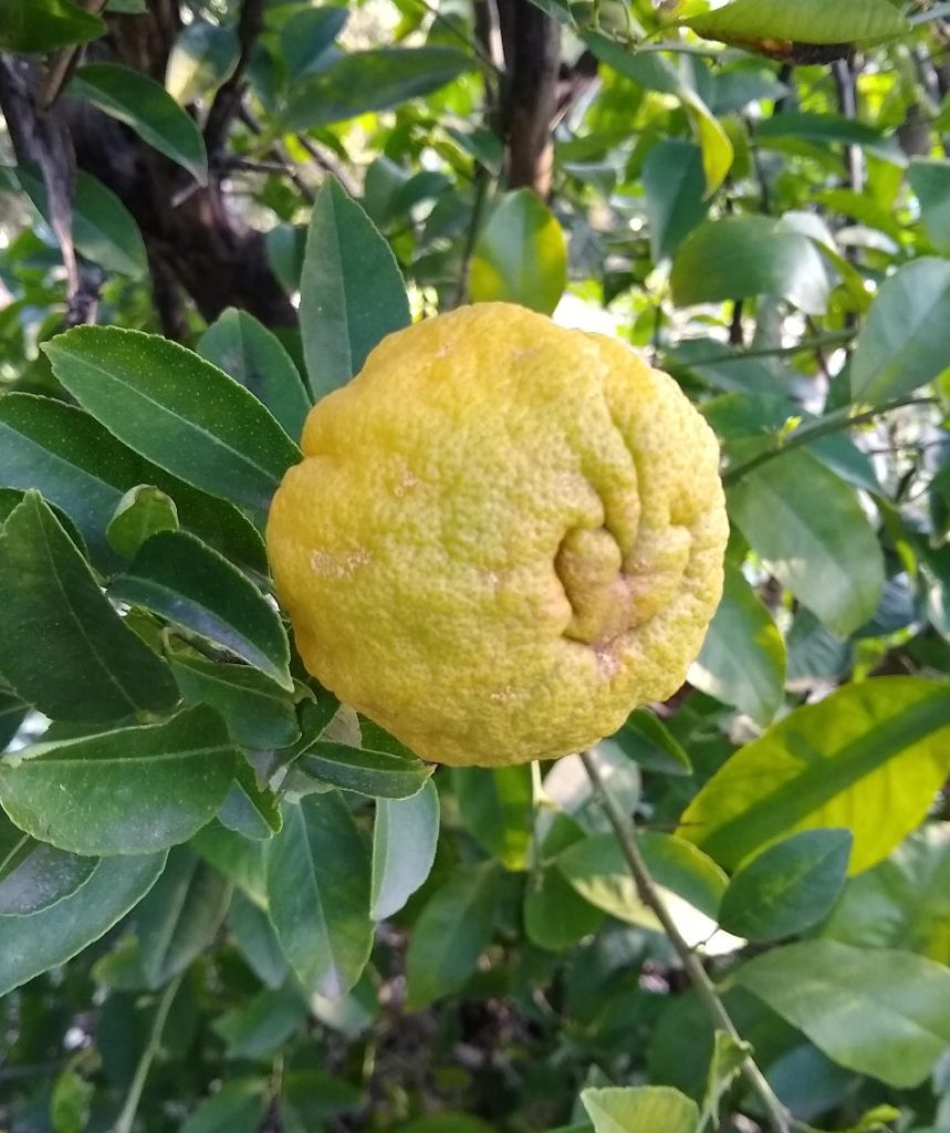 grapefruit tree thorns