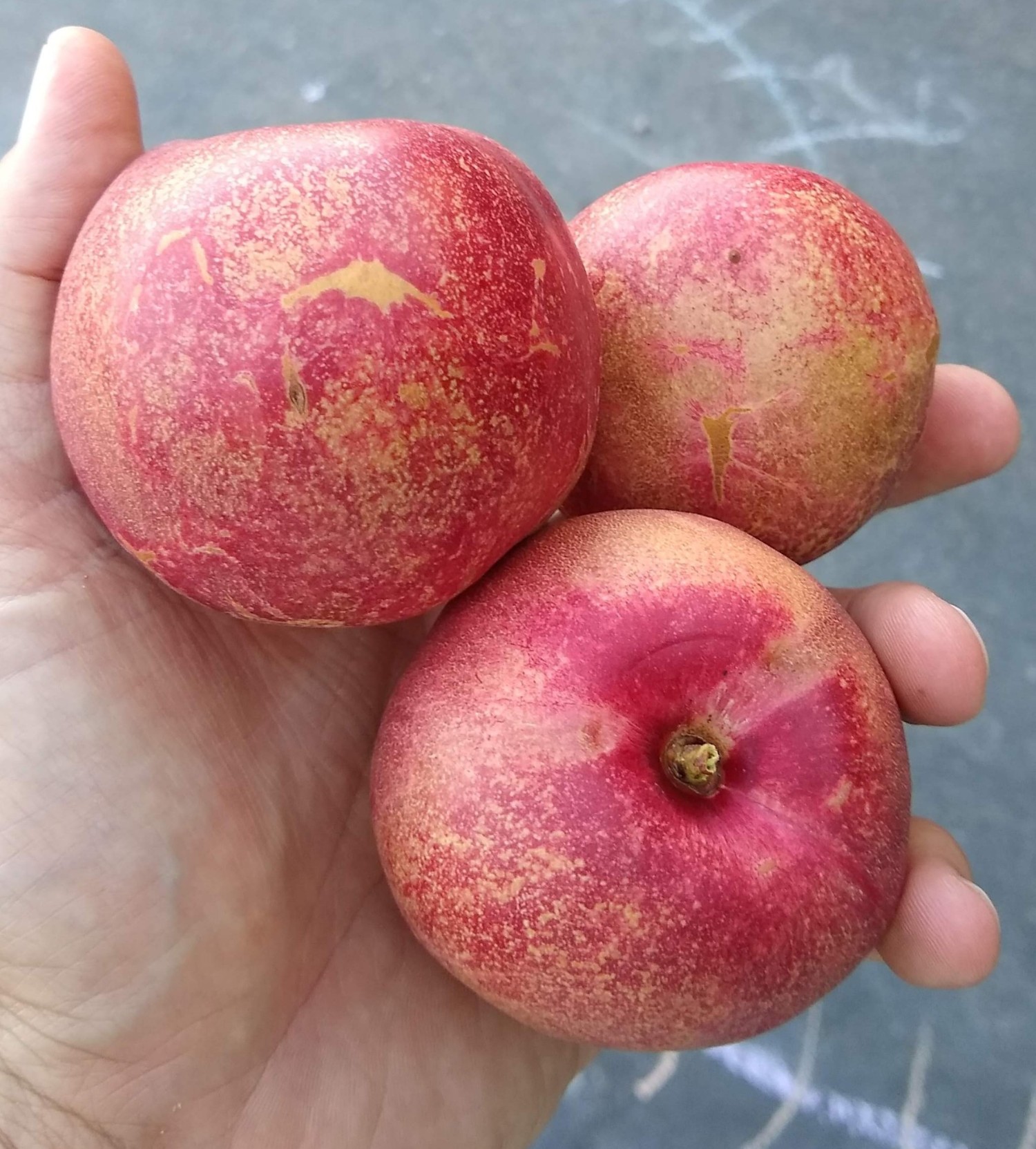 spicezeenectaplums Greg Alder's Yard Posts Food Gardening in