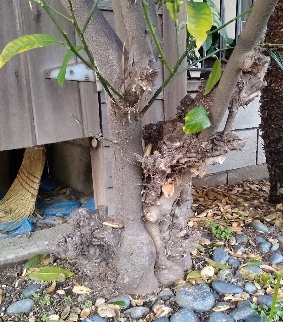 Beware Of Rootstock Suckers On Citrus Trees Greg Alder S Yard Posts Food Gardening In Southern California