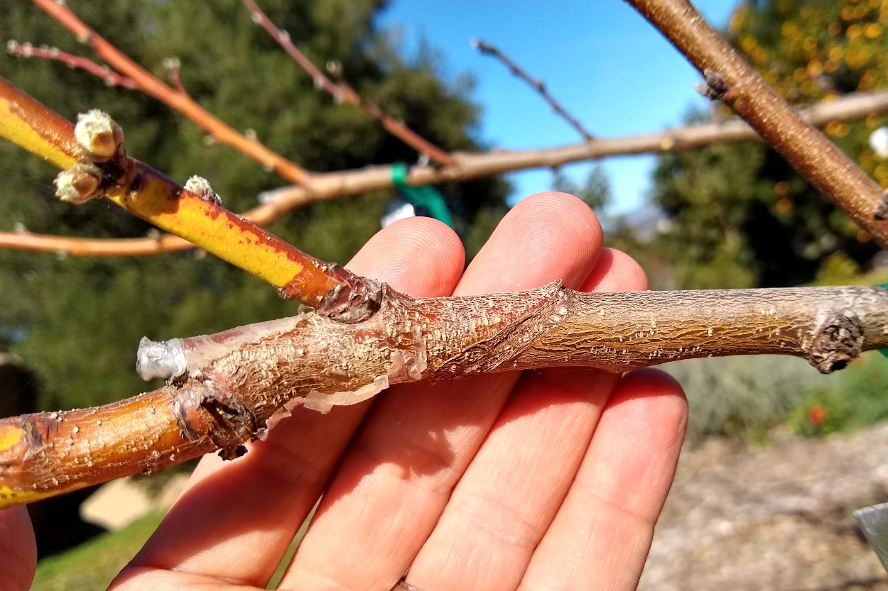 whip-graft-on-peach-one-year-old - Greg Alder's Yard Posts: Food ...