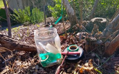 Grafting deciduous fruit trees in winter in Southern California