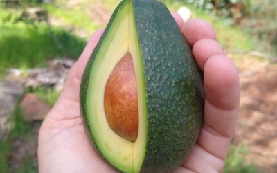 The Fuerte avocado tree: a profile