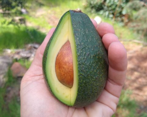 The Fuerte avocado tree: a profile - Greg Alder's Yard Posts: Southern ...