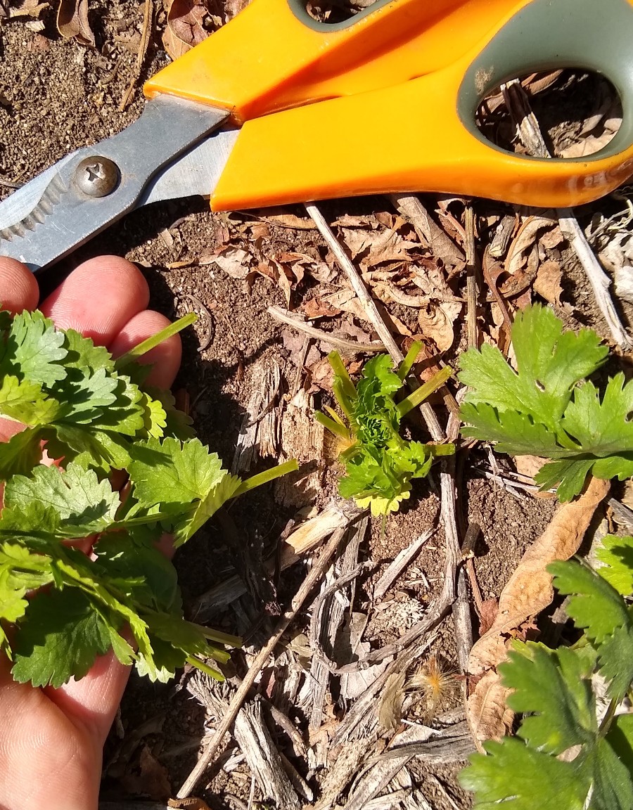 cilantroplantcutwithscissors Greg Alder�s Yard Posts