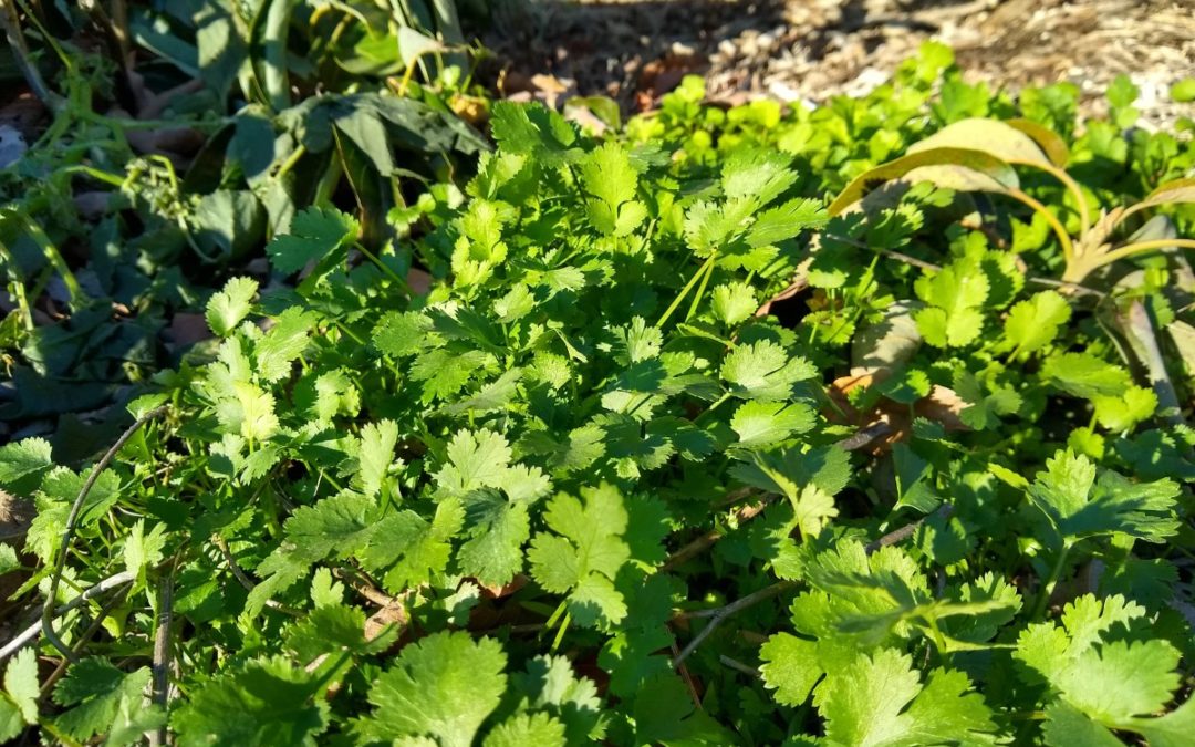 Growing cilantro in Southern California