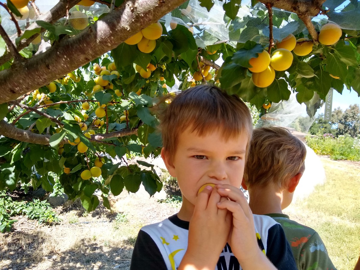 kideatingapricotfromtree Greg Alder's Yard Posts Food Gardening